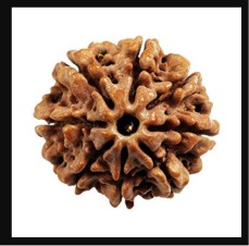 8 Mukhi Rudraksha