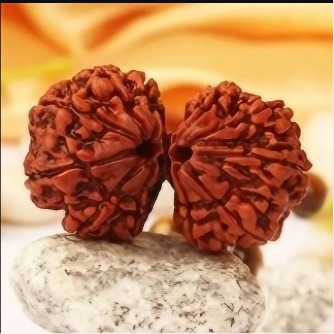 Gauri Shankar Rudraksha